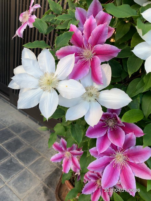 マルコロッシのtwitterイラスト検索結果