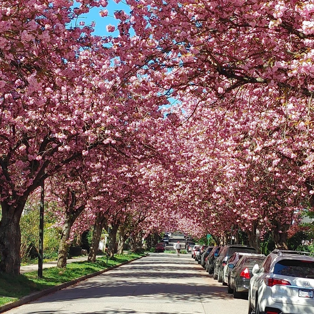 HIS_Canada's tweet photo. Glen Dr x 10th St. Vancouver
この周辺はどの道も満開の桜並木が続きます。 自転車優先道路なので、サイクリングにお勧め
#桜並木 #満開 #バンクーバー #ピンク #カナダ生活
#vcbf #cherryblossom #pink #fullbloom #cycling https://t.co/5Hx9J9wB6t