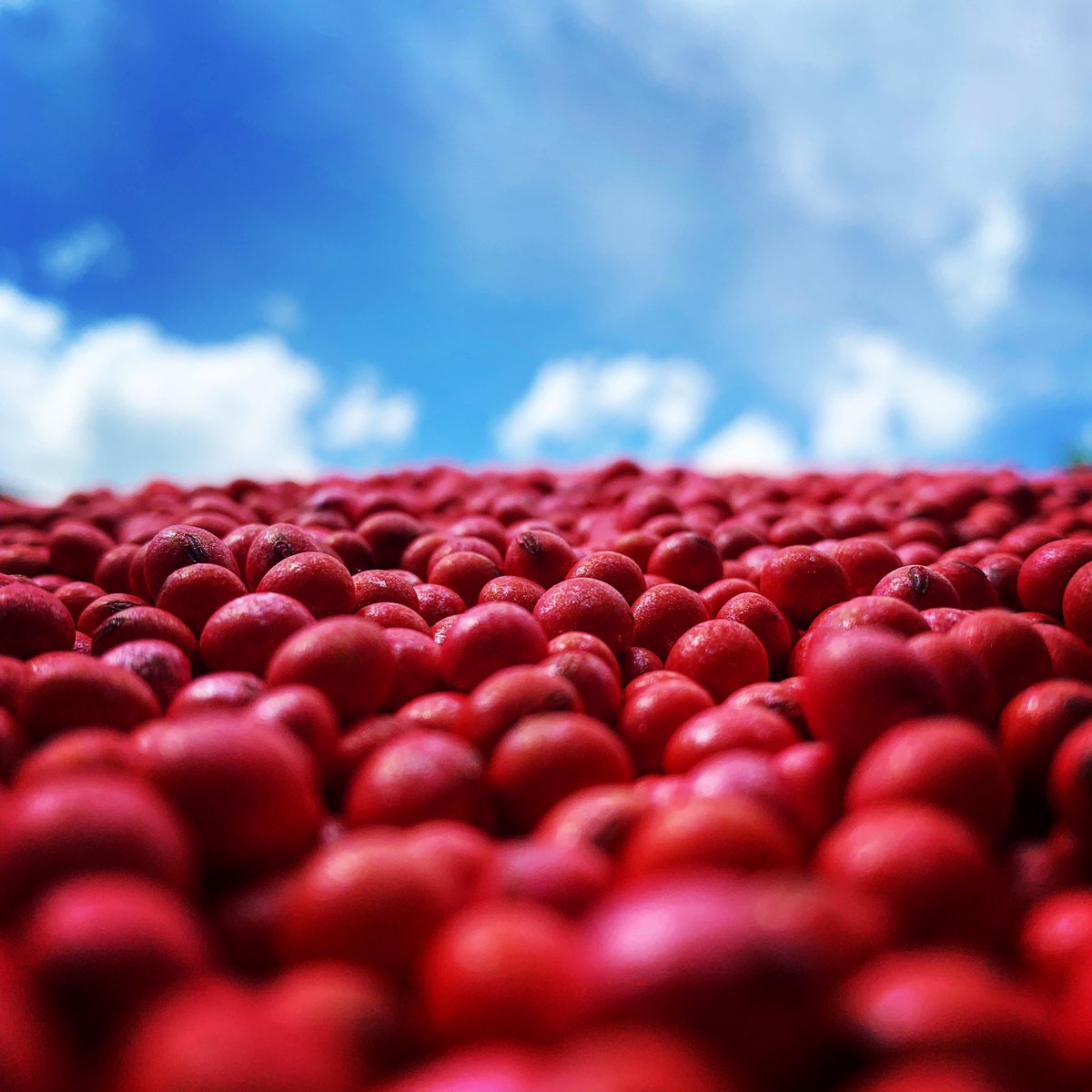 These beautiful <a href="/Dyna_Gro_Seed/">Dyna-Gro Seed</a> beans treated with <a href="/growloveland/">Loveland Products</a> Dyna-Shield FM + Dyna-Start 3P are ready to go in the ground here in NC! 🌱