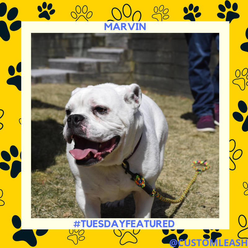 “Hi, I’m Marvin, and I will not leave you alone until you pet me.” 
.
.
.
#customproducts #smallbusiness #startup #loveyourdogs #dogsofla #dogsofboston #dogsofnyc #dogsofseattle #dogsoftexas #supportsmallbusiness #custom #puppiesoftwitter #loveyourpup #customleash