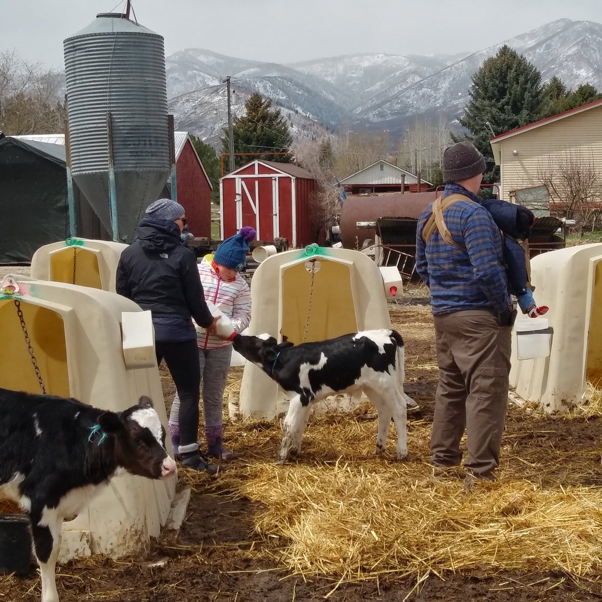 Our calves LOVE visitors!

Come play with them during a Barn Tour!

11am Daily, except for Sundays!