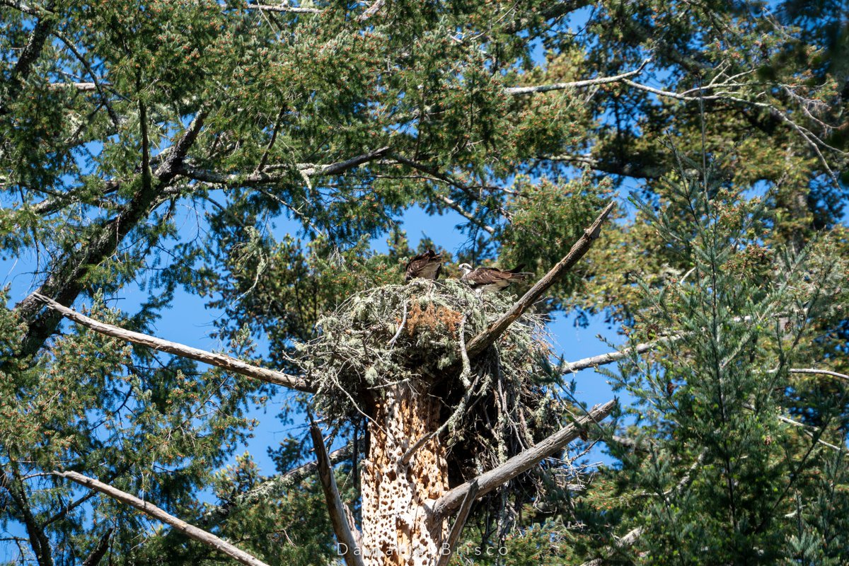 While the Osprey pair tended to (what I presume was) their babies, they circled around each other in the nest and switched spots. I was busy with my camera and wouldn't have noticed this if the aforementioned passing hiker hadn't mentioned it - thanks dude!