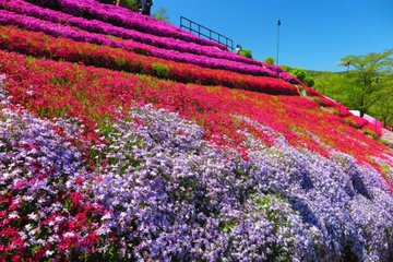 22年 関西でおすすめの芝桜の名所4選 見頃や開花情報 アクセスなどを紹介 ニシタビ