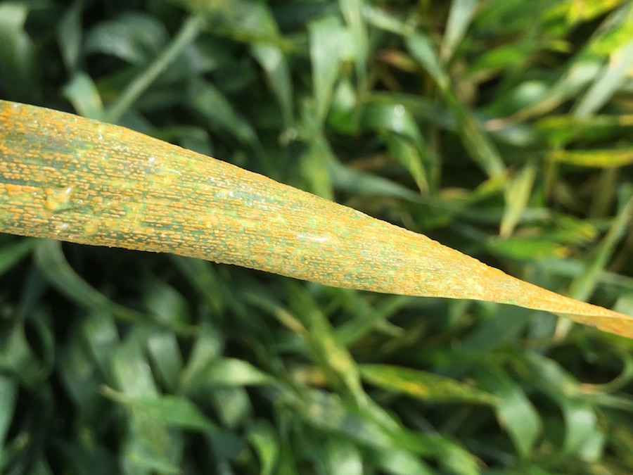 theGRDC's tweet photo. Some ground breaking research has resulted in a breakthrough for growers and agronomists wanting to measure the potential impact of disease on yield.

On this podcast we look at the results of that research and also how it all came about...

https://t.co/91UxxZ2wae ⬅️ 🎧 https://t.co/t3SM1cshSo