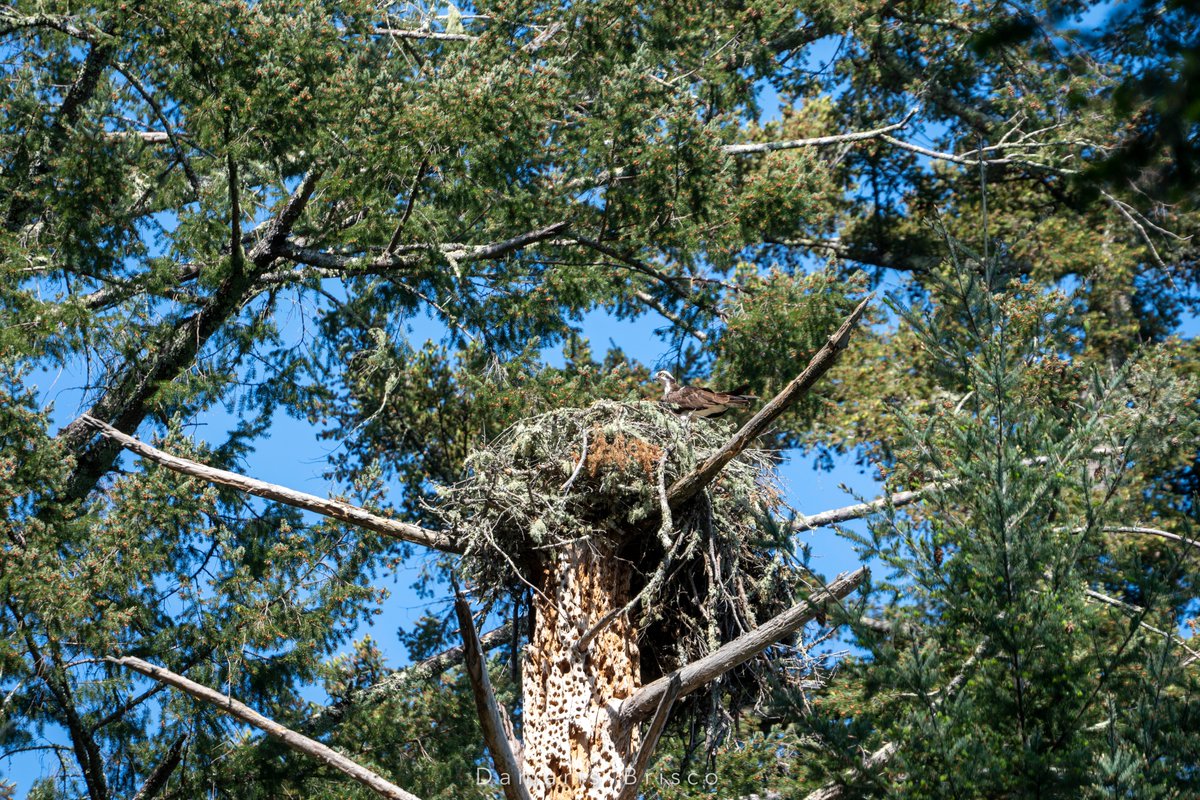 Then the previously-nest-sitting Osprey got that look in their eyes. The look that fish would tremble to look upon, if they could and were interested in doing so.