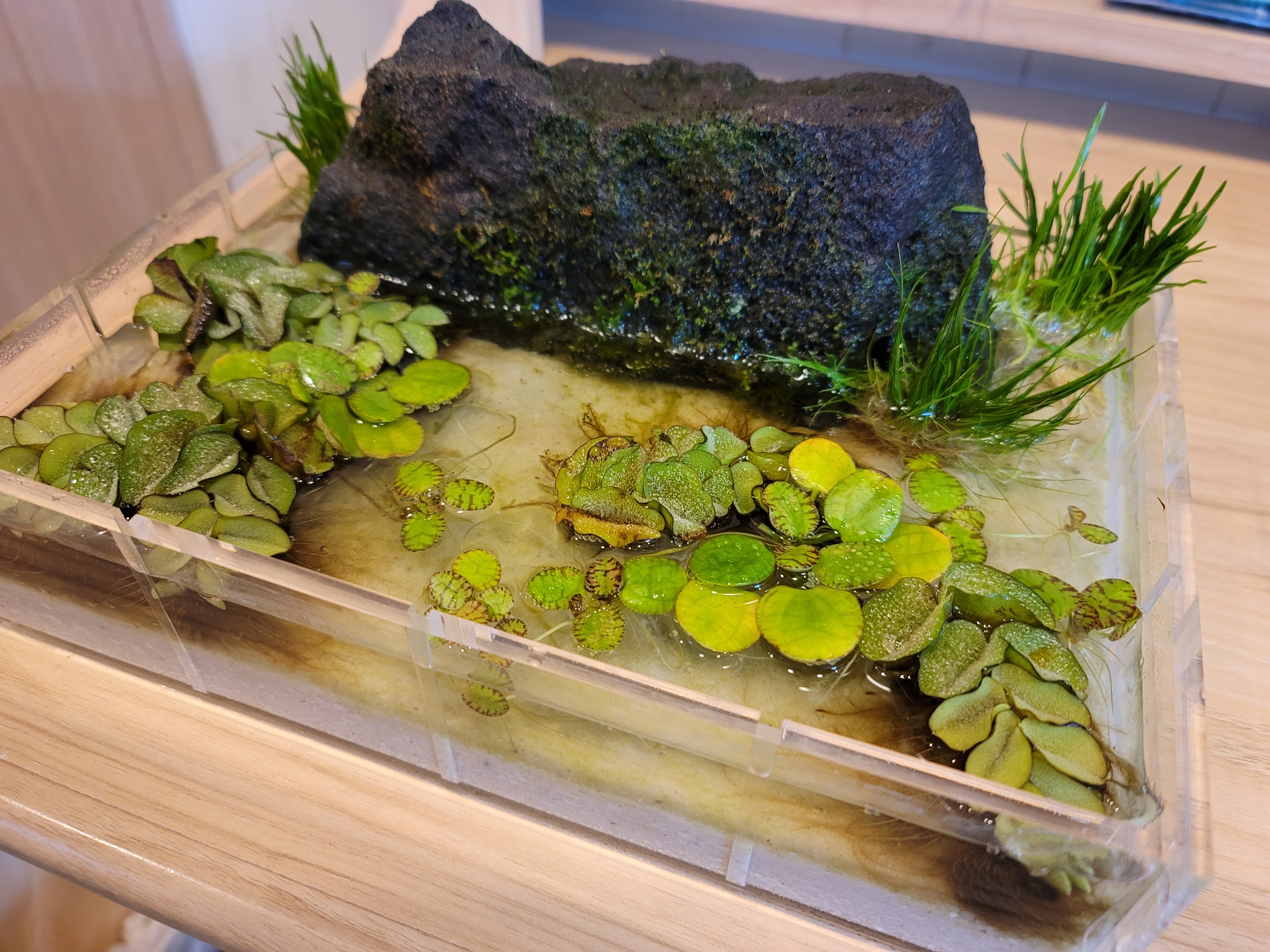 葉きつね Aquarium Blogger ビオトープ を無印良品のアクリルケースで作ってみました 狭いから寄せ植えるの難しー アクアリウム ボトリウム 水草水槽 水草 T Co Ulgp4zuyd4 Twitter