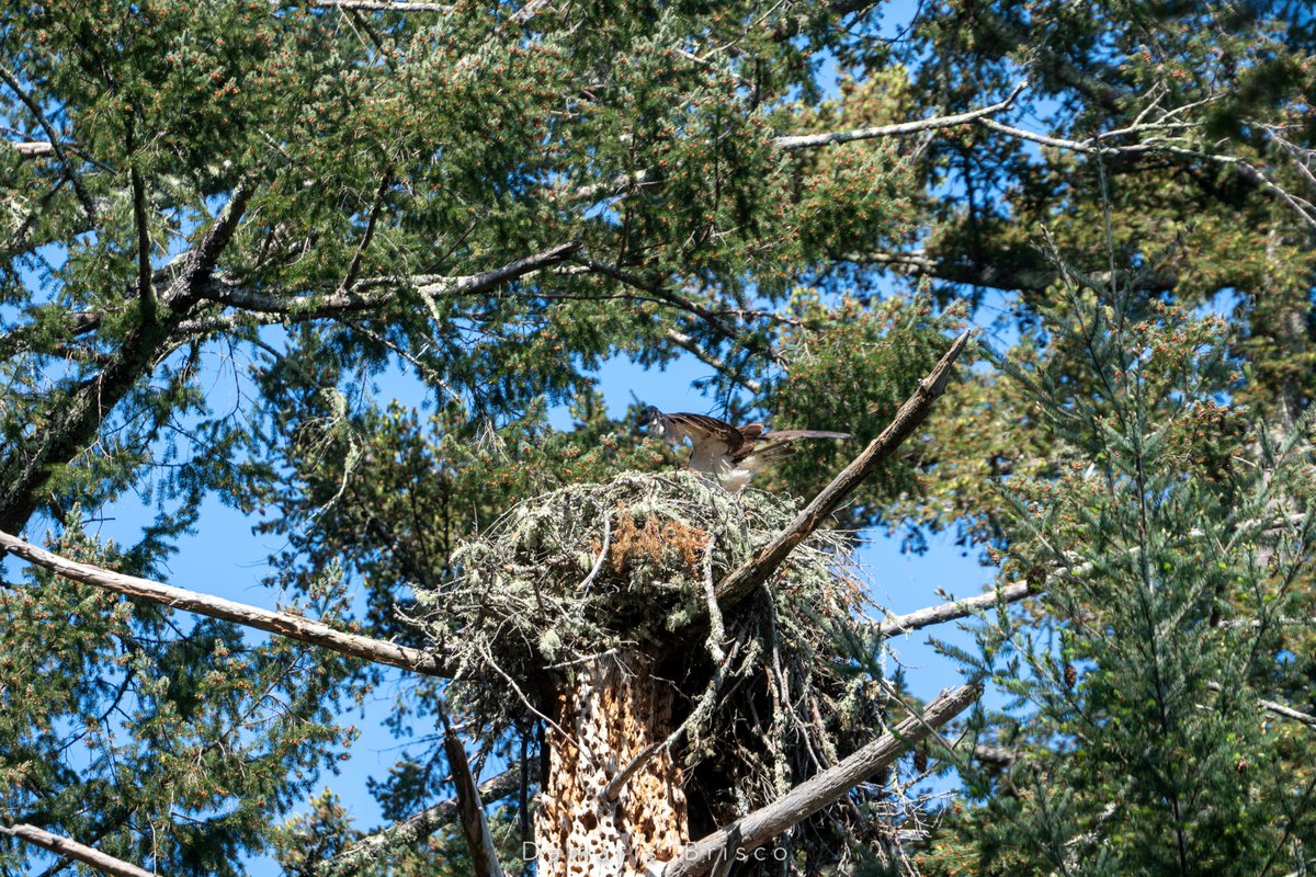 Launch! Other Osprey parent settled back down with (what I presume are) the hatchlings to await the fierce hunter's triumphant return. I left them in peace at this point, but I did take some pics on my way back to the trailhead. More to come later tonight. 