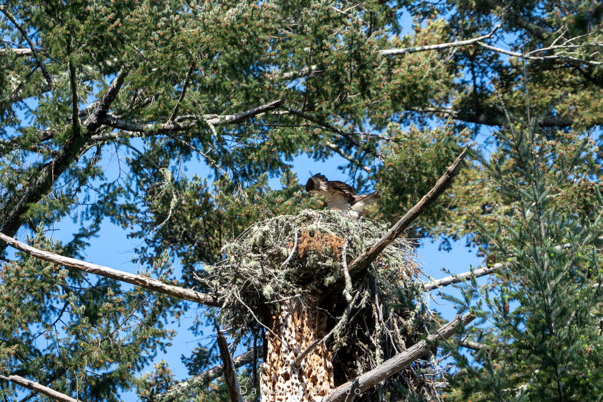 Launch! Other Osprey parent settled back down with (what I presume are) the hatchlings to await the fierce hunter's triumphant return. I left them in peace at this point, but I did take some pics on my way back to the trailhead. More to come later tonight. 