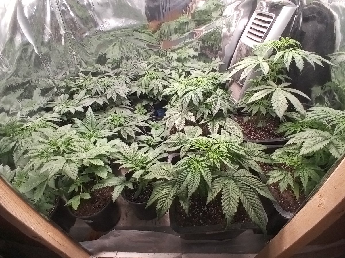 Michael05724861's tweet photo. My babies coming along nicely.
Got( d-bag /black lime gas/ lime breaker#9/forbidden fruit. 
#CannabisCommunity #grower 
#idothisforfun #sayhigh https://t.co/qrRv4tlvek