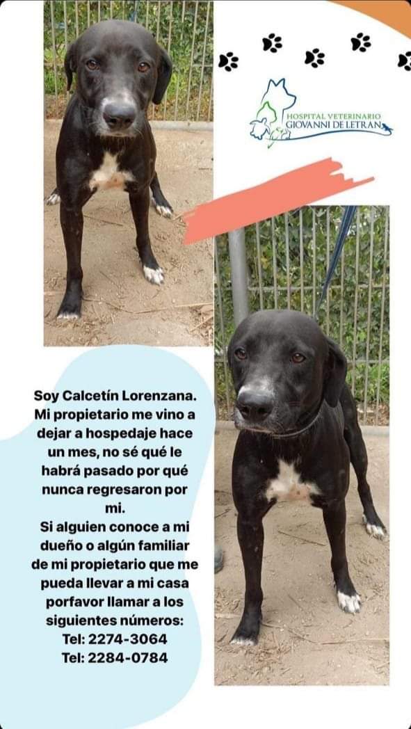 _RoxanaRuiz's tweet image. #ServicioSocial. 

Calcetín Lorenzana busca a su familia. @lamanadadepick