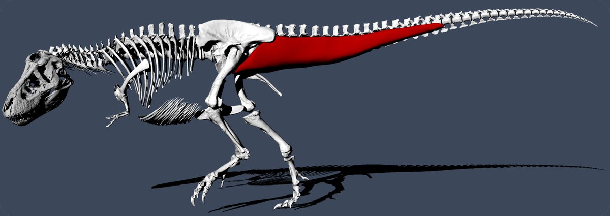 We demonstrated the method on Trix (RGM.792000) the  #Tyrannosaurus rex in the collection of  @museumnaturalis,  @Naturalis_Sci. Trix has fantastic preservation of the tail vertebrae, allowing us to perform a 3D muscular & ligament reconstruction.