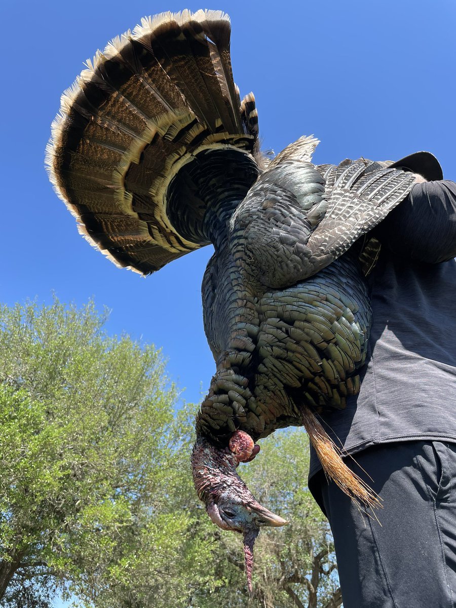 15_ZaneC's tweet photo. A once in a life time bird, “Red beard”🦃#turkey#redbeard#argggg Photo credits: @cole_charbula https://t.co/4gVZs0xHlm