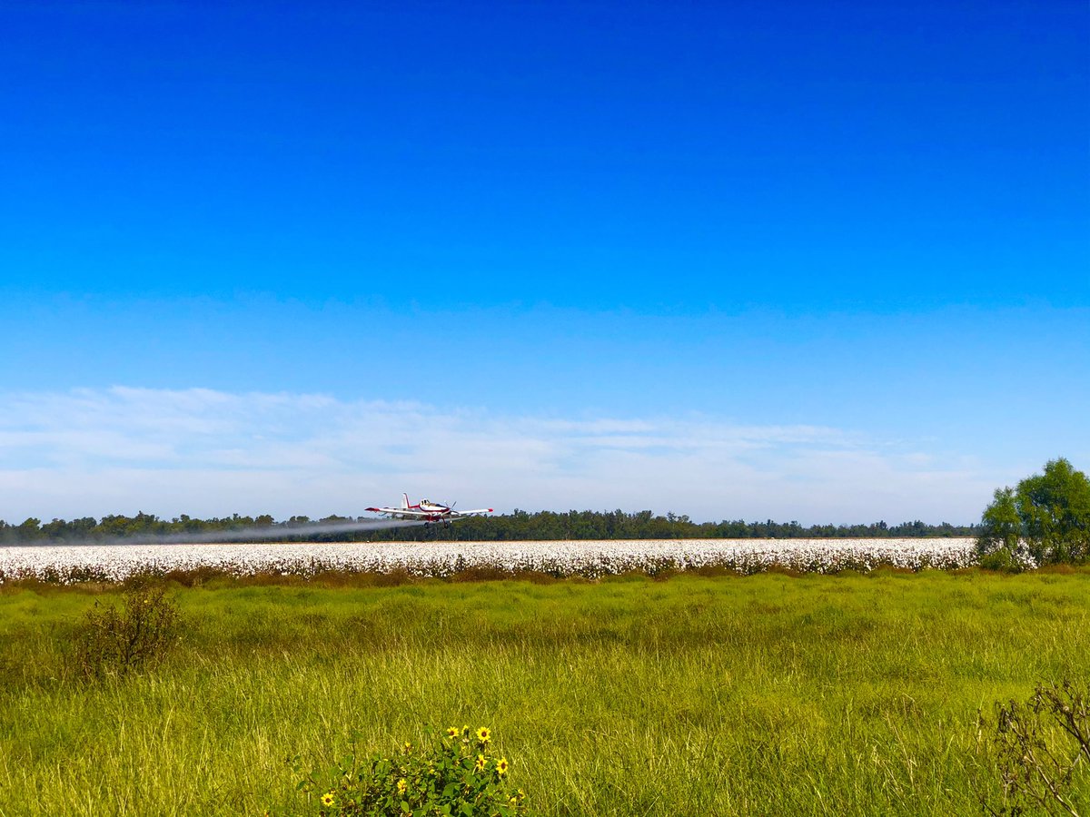 Second defoliation for this #cotton great to be out and about again in #weewaa <a href="/Pete_Karam/">Peter Karam</a> <a href="/alisterbennett/">Alister Bennett</a>