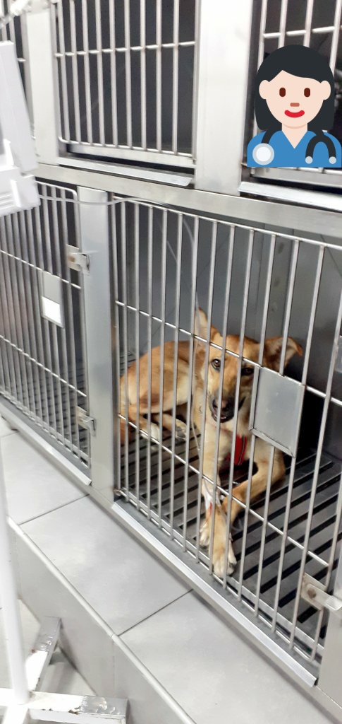 incondic_peru's tweet image. GRACIAS @AmLez por donar  el traslado de #Flopy a la veterinaria.
La perrita se viene en diarrea con sangre, se le tiene que hacer hemograma, examen de heces, radiografía para ver si hay un cuerpo extraño.
Ahora está con fluidoterapia, por favor si puedes ayudar envía un mensaje.