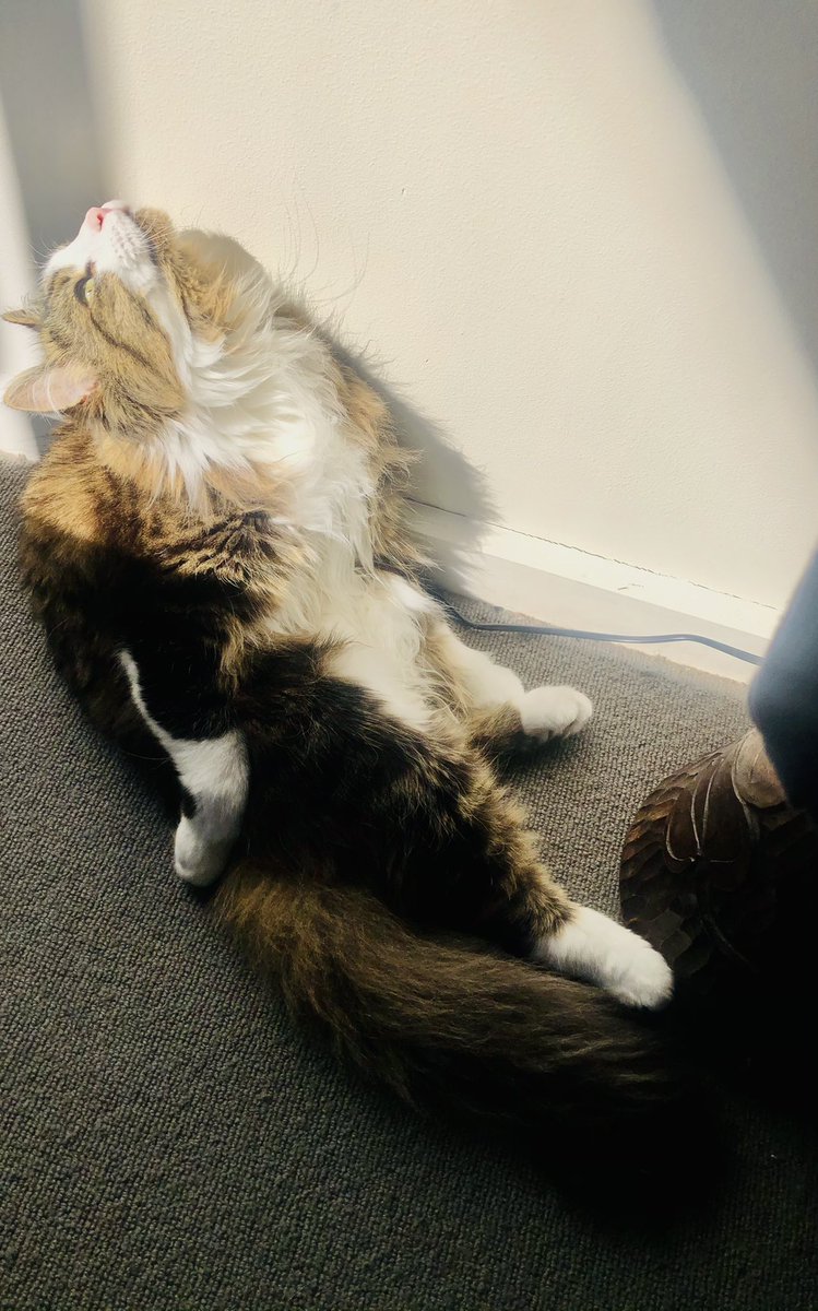 cat_kotaro's tweet photo. 宇宙との交信中...#cat #ねこ #猫 #にゃー #cute #catlover #猫のいる暮らし #猫好き https://t.co/JVqtPrOiSp