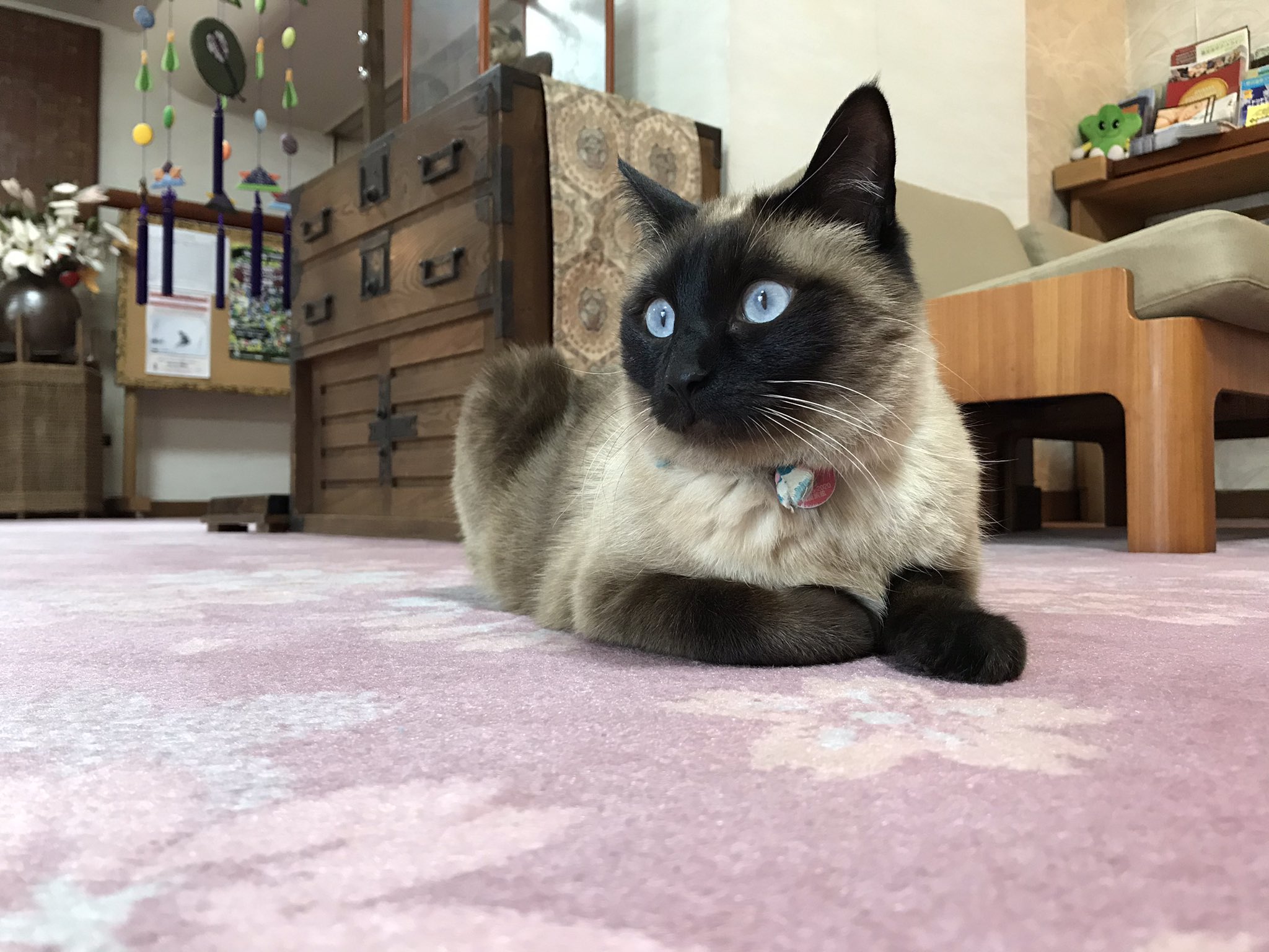 桐屋旅館 Kiriya Ryokan おはようございます 本日のフロント担当です 野沢温泉 桐屋旅館 ねこ温泉 看板猫 ねこのきもち 猫のいる幸せ T Co Zcb9xtssj4 Twitter