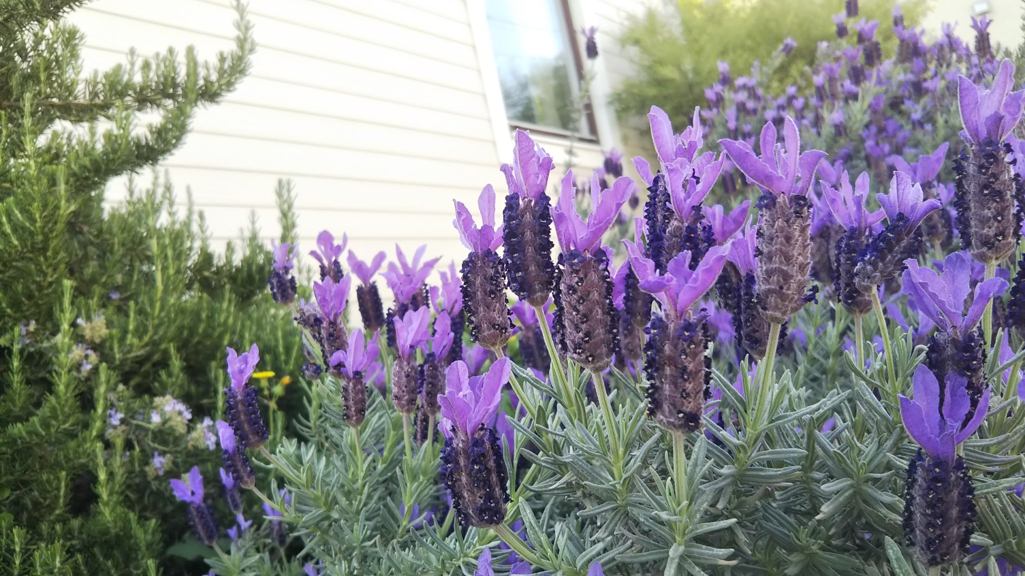 二胡奏者 竹内有希 毎日おちょやんから始まる私の１日 毎朝涙涙の展開が 昨日からザワザワイライラ気持ちどんより 千代 どうする 私だったら離縁や そんなあんなでリハーサル前に平常心取り戻そうとラベンダーやキボウシに水やり だいぶ気持ち