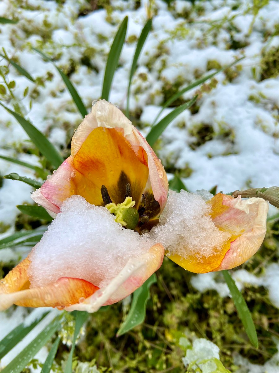 FirefliesFarm's tweet photo. Spring snow @FirefliesFarm https://t.co/t50ujFXKRS