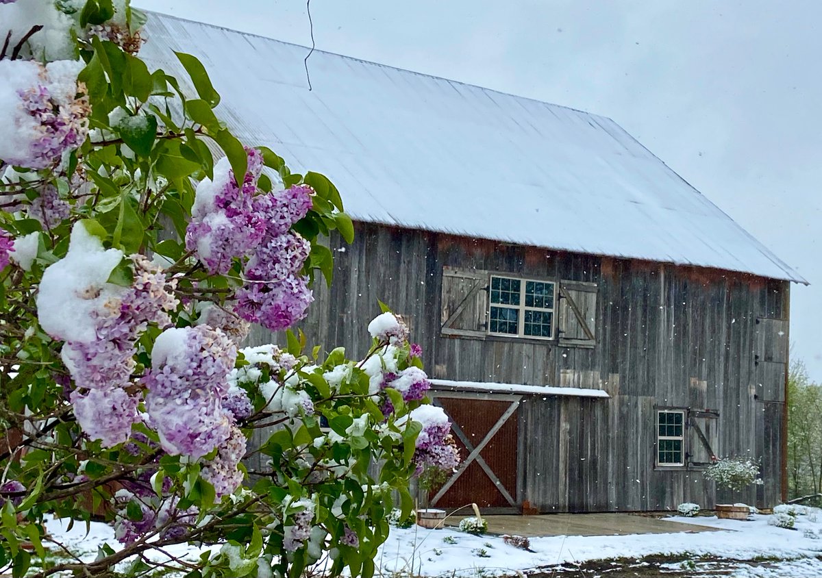 FirefliesFarm's tweet photo. Spring snow @FirefliesFarm https://t.co/t50ujFXKRS