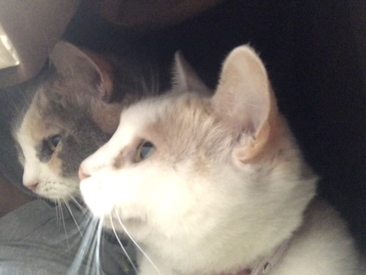 b_sei7's tweet photo. さて、昼過ぎの仕事まで昼寝だー😆😆
猫が布団に入ってきてくれて最高に癒し🥰🥰🥰 https://t.co/b3hx1u0lNc