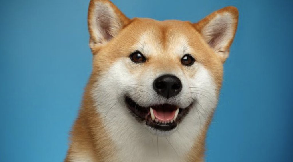 Forbes's tweet image. An introduction to Dogecoin, the meme cryptocurrency on.forbes.com/6011HNI4l Via @ForbesAdvisor
