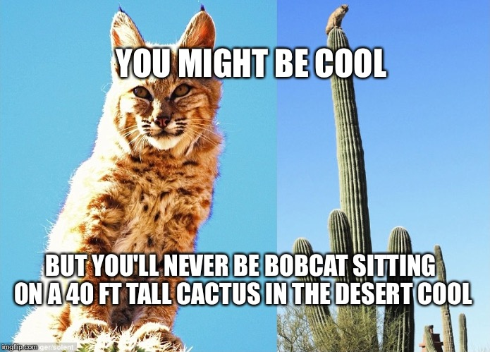BOBCAT MAN tweet media
