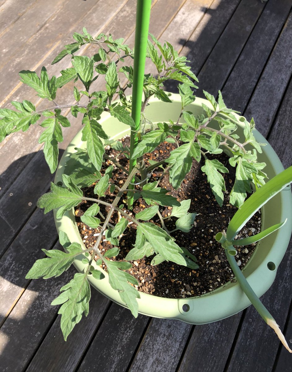 とも ベランダ菜園 トマトとパプリカを定植して2週間 大きくなってきました もともとトマトのプランターにはネギを植えてあったので横にちゃっかりネギが プランター栽培 トマト パプリカ とも ベランダ菜園 トマトとパプリカを定植して2週間 大きくなってきました もともとトマトのプランターにはネギを植えてあったので横にちゃっかりネギが プランター栽培 トマト パプリカ