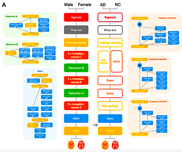 PTenigma's tweet photo. 85,721 MRI scans from 50,876 people (!) used to create deep learning method to detect Alzheimer's disease. In a quite large study, Bin Lu, @ycgyan + team apply transfer learning to brain scans from >217 sites/scanners  https://t.co/aYEZ9sZuCT https://t.co/DxneQ6dMq9