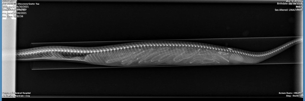 snakeymama's tweet image. Loooo👀ooook at this image of a pregnant Tentacled Snake at the Wildlife Discovery Center! Photo by curator Rob Carmichael.