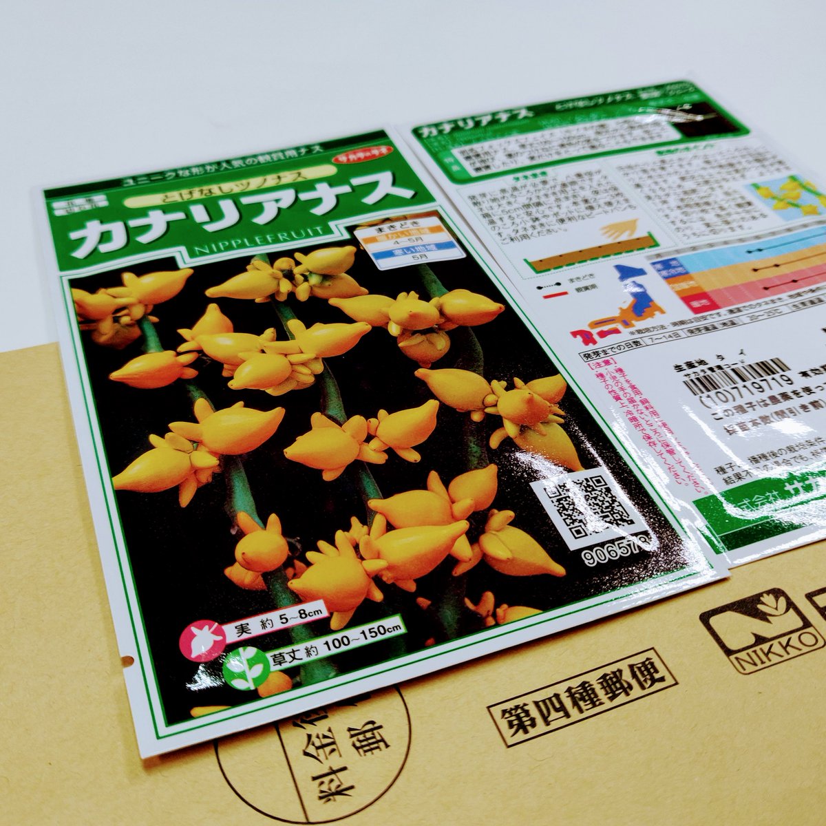 ট ইট র 羽田七福いなりめぐり 公式 令和4年は中止となりました ピートバンが届いた 水琴窟で遊びに来た保育園児に見守られながら 種植え 100 井戸水で栽培予定 フォックスフェイス栽培記 フォックスフェイス カナリアナス ツノナス 五代同堂