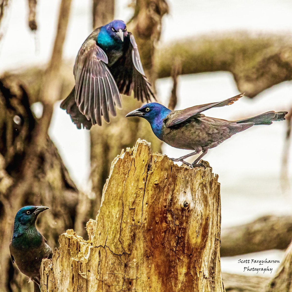 Common Grackles!
Scottfa.picfair.com

#commongrackle #birds #photography #wildlife #bird #birdwatching #birdphotography #nature #birdlovers #outdoors #wildlifephotography