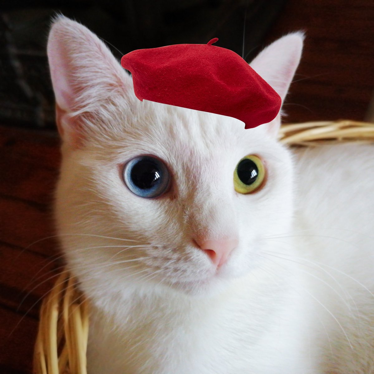 MacDoesIt's tweet photo. Meow                               Miaoù https://t.co/YJmb1tMGAf
