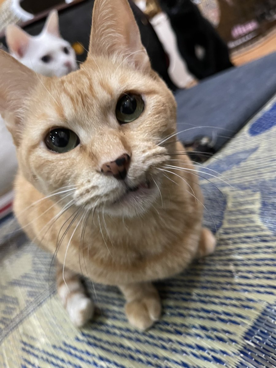 猫カフェ Shana シャナ Catcafe Shana Twitter