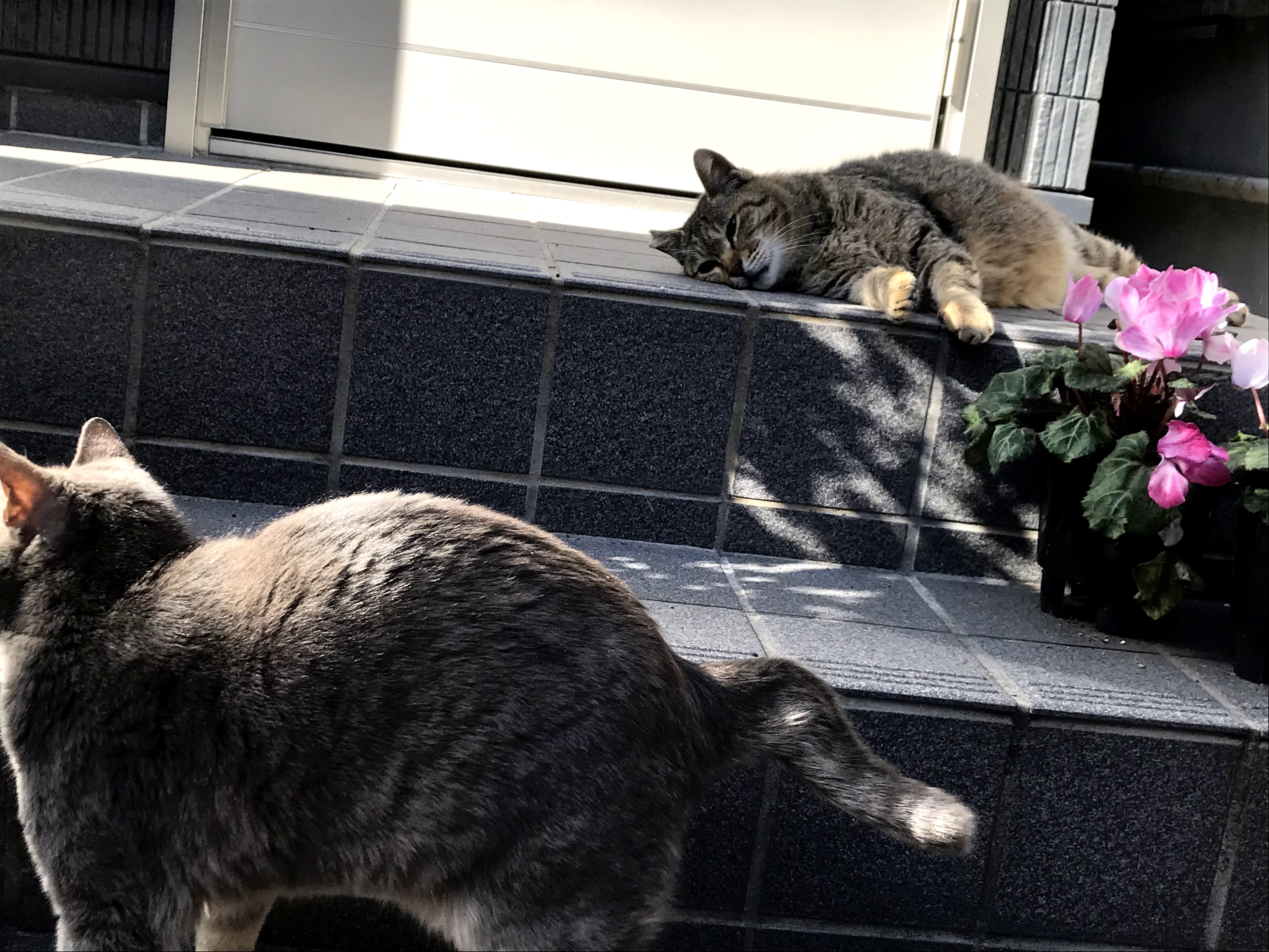 Nagasaki Cool 長崎市新大工より 長崎の猫は 鳩もそうですが ほんとうに人懐っこい 近寄って足にすりすりするようすを見ていると 愛されてるなあと思います 実は殺処分を減らすため 手術の費用も助成している長崎市 縄張り争いも減るので 猫