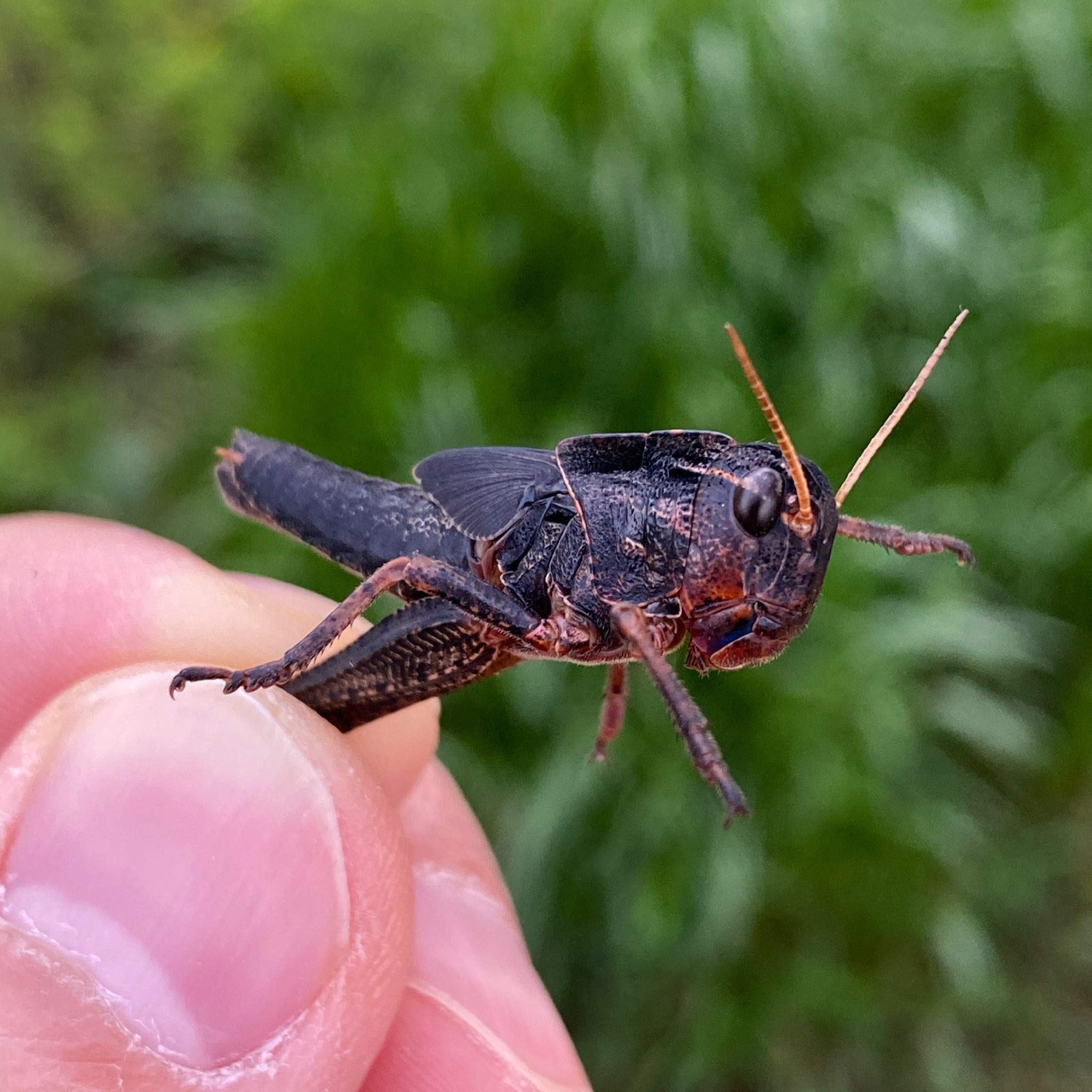 公式 Takeo 野菜 昆虫 魚 肉 今日のバッタ かっこいい T Co 2q1zcep4vu Twitter