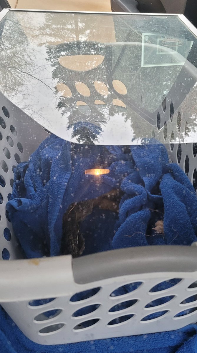 When I got home, I loaded it in the back seat of the car and headed out to Eaton Rapids to take it to Wildside Rehabilitation and Education Center. The director met me out front and took the owl from the laundry basket.