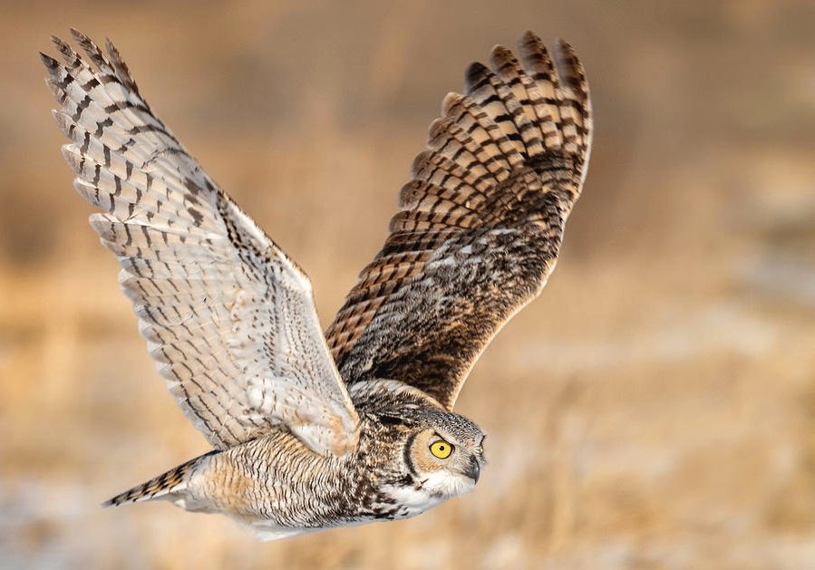 One last thing: owls are considered raptors (birds which capture live prey). So now my wife can say she saved a raptor with her bare hands. That's pretty bad ass.