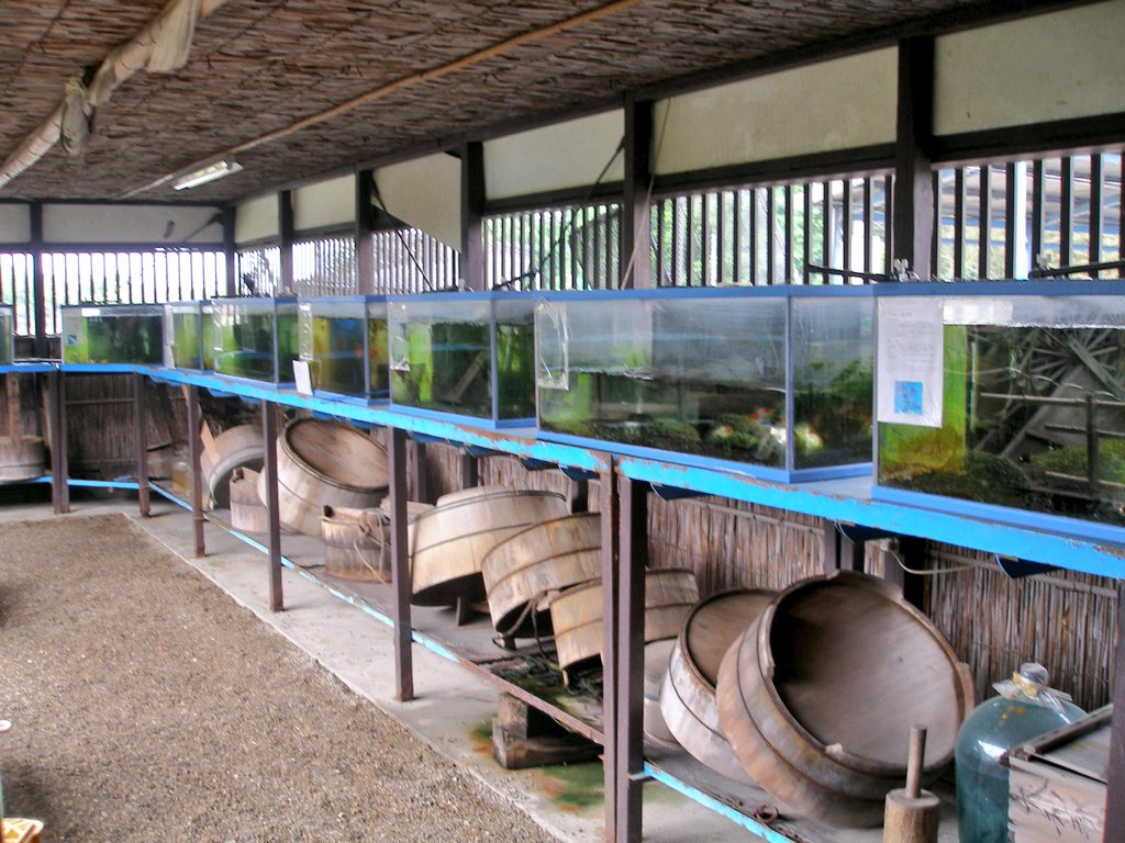 郡山金魚資料館 Twitter Search Twitter