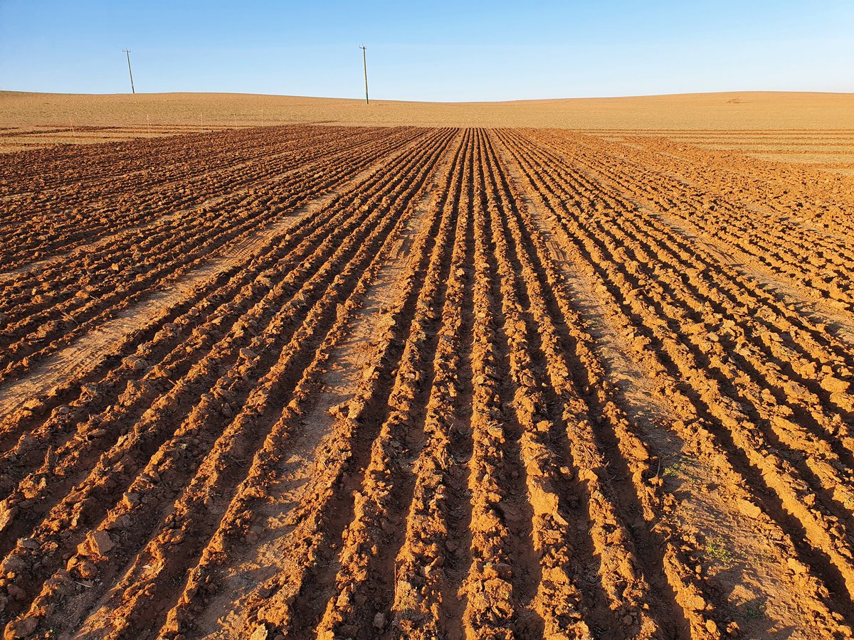 Wilkyrichard1's tweet photo. First trial in the ground for the year up at North Hampton. One good thing about TS Seroja is getting to sow into moisture this early in the season.
#kalyxtrials2021 #agrarian #grdcwest #barley #barleyagronomy https://t.co/MyhvTnbJNS
