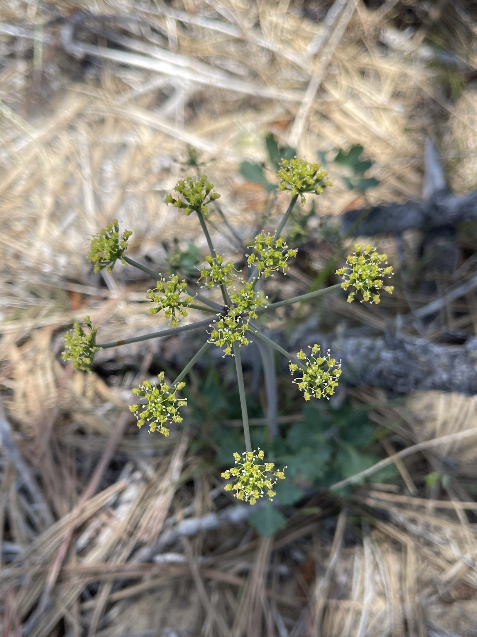 Ascaris emberi életciklus kezelés, Emberi Ascaris, Ascaris szerkezet életciklus