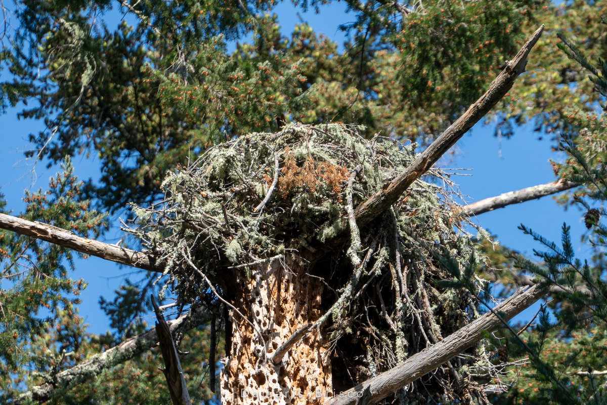 Osprey nests are re-used year after year, sometimes for decades. The snag they're nesting on here is Douglas-fir, a species whose standing dead wood can persist for hundreds of years. Nesting material is SUPER lichen-y - insulation?