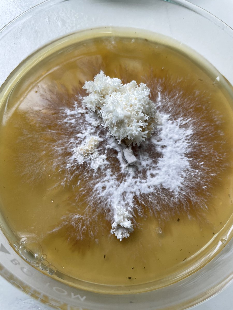 growfungus's tweet photo. Today I made several jars of peptone light malt extract liquid culture. These jars will be ready to use in 10 days. Each jar will fill approximately 40 10cc syringes of sweet mycelium! #mushroomtwitter #fungus #liquidculture #mushroom https://t.co/X8WWNkPxAM