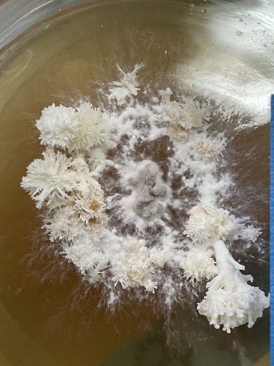 growfungus's tweet photo. Today I made several jars of peptone light malt extract liquid culture. These jars will be ready to use in 10 days. Each jar will fill approximately 40 10cc syringes of sweet mycelium! #mushroomtwitter #fungus #liquidculture #mushroom https://t.co/X8WWNkPxAM