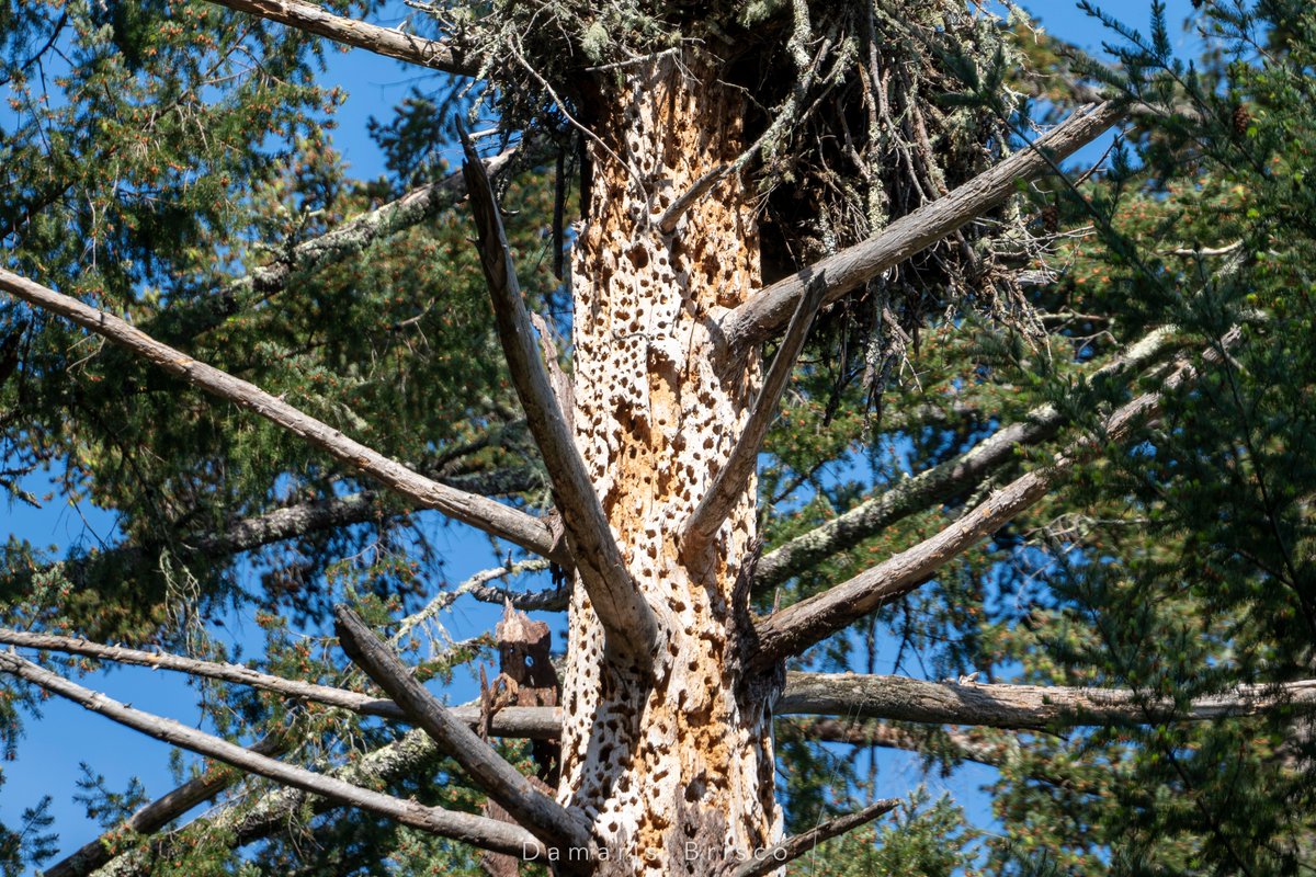 The snag also serves as home and granary to a colony of Acorn Woodpeckers. They store acorns in the little holes, and the larger holes are entrances to their roost. Best home security alert system a nesting pair of Ospreys could hope for.