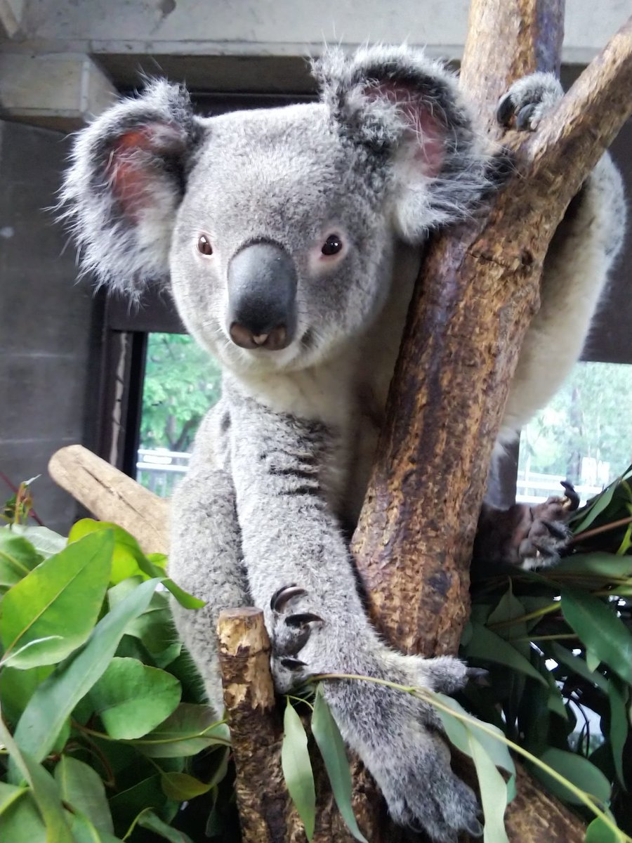 埼玉県こども動物自然公園 公式 على تويتر 昨日はコアラのピリーの誕生日でした 3歳になりました だいぶんオスらしく立派な体格になってきました コアラのオスは5歳くらいまで成長を続けると言われています これからも元気でさらにたくましくなってほしいと 埼玉県こども動物自然公園 公式 على تويتر 昨日はコアラのピリーの誕生日でした 3歳になりました だいぶんオスらしく立派な体格になってきました コアラのオスは5歳くらいまで成長を続けると言われています これからも元気でさらにたくましくなってほしいと