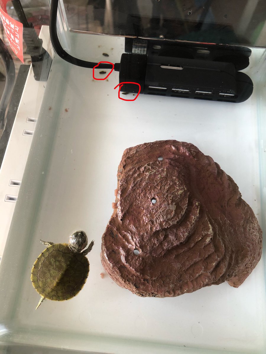 Baby turtle pooped in the water only minutes after the water is changed. That’s a relief because at least his digestive system is working properly but talk about timing! 