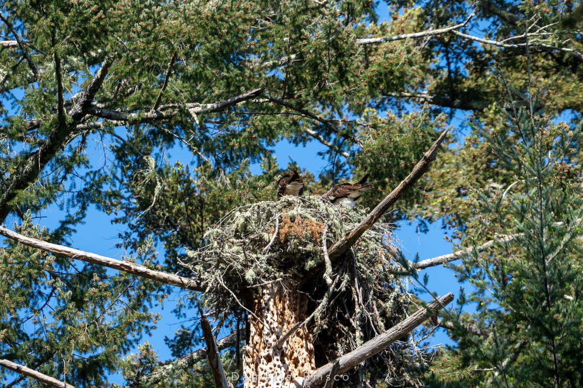 And then I have a long string of photos of Osprey butts. I can't see into the nest at all from this vantage point, but from their behavior here, I'm reasonably sure they're feeding/tending hungry babies.