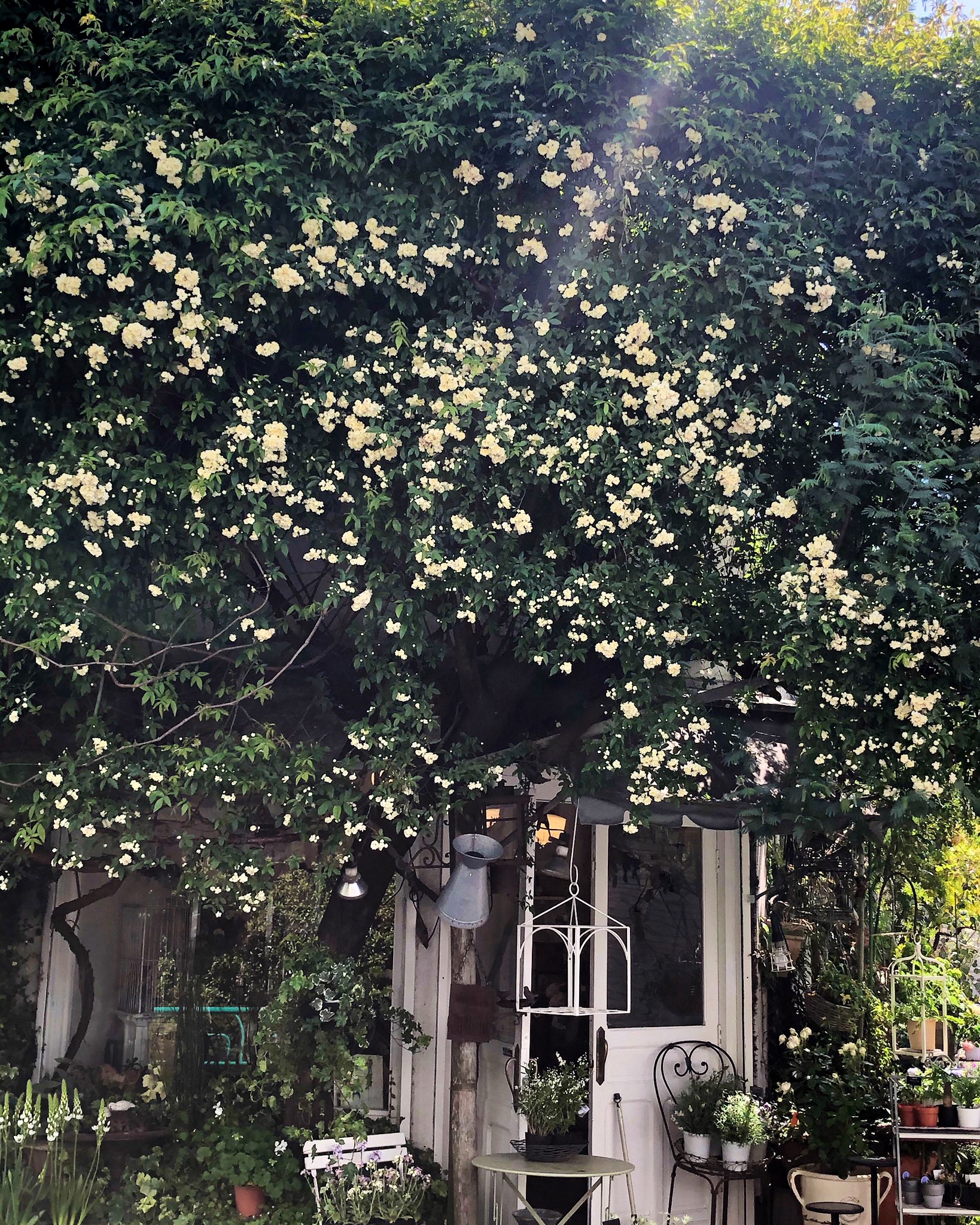 El Sur モッコウバラの甘い香りが漂うエルスールです 5月9日の母の日の注文を承ります お日にちの指定に限りがございます 詳細は お問い合わせ下さい 木香薔薇 白いモッコウバラ バラの季節 新緑を楽しむ 西荻南 エルスール T Co