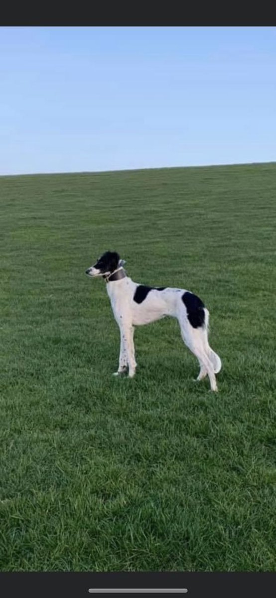 carriebarrettx's tweet photo. ⚠️LOST MY DOG⚠️

Was out a walk on railway tonight under the graffiti tunnel and dog ran off through fields towards the bypass. Her name is Stella she is a very friendly dog . it has now been 10 hours since she has been missing.

Please can everyone share 😢🤍 https://t.co/gJbcM1gmqW