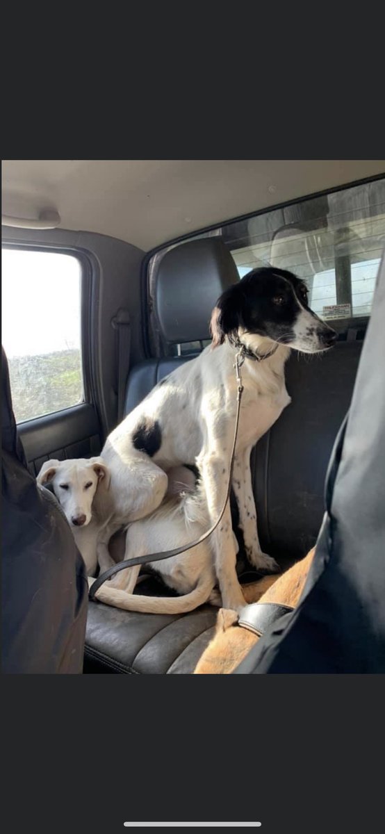 carriebarrettx's tweet photo. ⚠️LOST MY DOG⚠️

Was out a walk on railway tonight under the graffiti tunnel and dog ran off through fields towards the bypass. Her name is Stella she is a very friendly dog . it has now been 10 hours since she has been missing.

Please can everyone share 😢🤍 https://t.co/gJbcM1gmqW